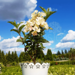 Hortensja bukietowa Hydrangea paniculata 'LC NO8' LIVING LITTLE BLOSSOM 