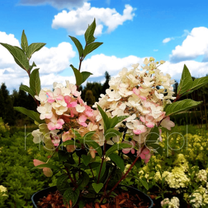 Hortensja bukietowa Hydrangea paniculata 'LC NO8' LIVING LITTLE BLOSSOM 
