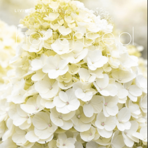 Hortensja bukietowa Hydrangea paniculata 'LC NO8' LIVING LITTLE BLOSSOM 