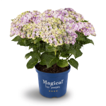 PRZEDSPRZEDAŻ: Hortensja ogrodowa Magical Amethyst ® Blue  C5