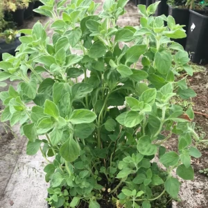 Czyścica Calamintha nepeta 'White Cloud' C3