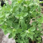 Czyścica Calamintha nepeta 'White Cloud' C3