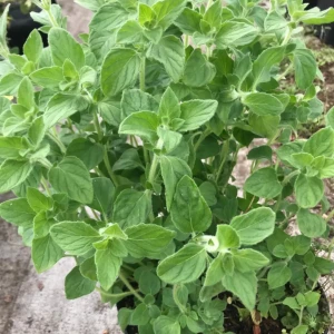 Czyścica Calamintha nepeta 'White Cloud' C3
