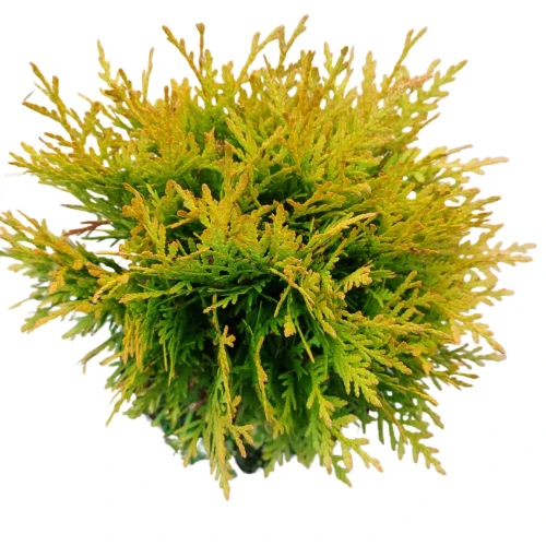 efeuartige zimmerpflanze Scindapsus pictus 'Exotica'  gro, Silber-Splash