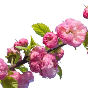 Migdałek trójklapowy 