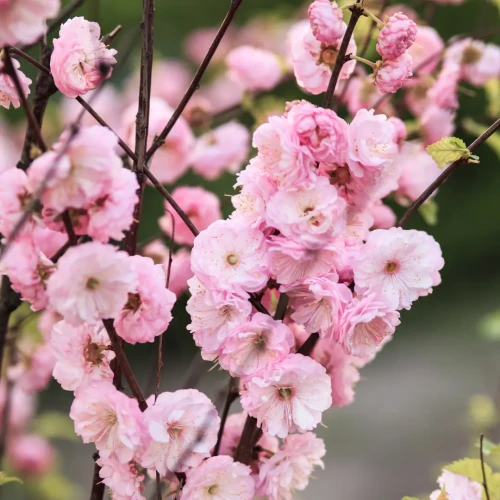 Migdałek trójklapowy 