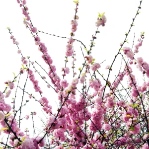 Migdałek trójklapowy 