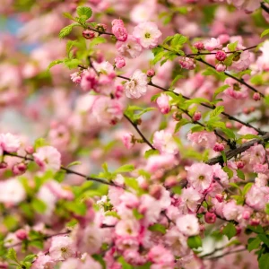 Migdałek trójklapowy 