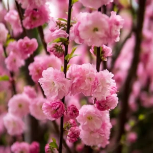 Migdałek trójklapowy 