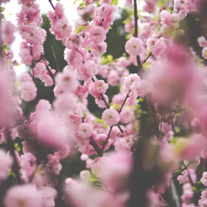 Migdałek trójklapowy 