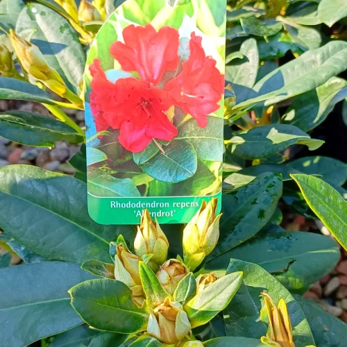 rhododendron rosata Crete Rhododendron