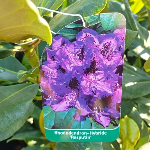 Rododendron Ranecznik 'Rasputin' C5 - sklep internetowy z rolinami |  Hortensje.pl