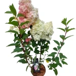 WIELOPAK 5 SZTUK: Hortensja bukietowa Vanille Fraise 'Renhy'® C3