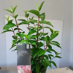 WIELOPAK 5 SZTUK: Hortensja bukietowa Vanille Fraise 'Renhy'® C3
