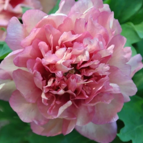 Piwonia ITOH 'Hillary' C5 