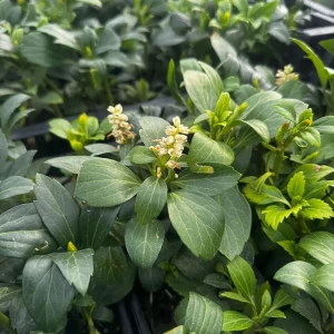 Runianka japońska P9