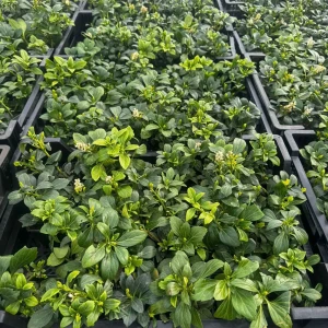 Runianka japońska P9