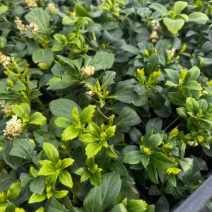 Runianka japońska P9