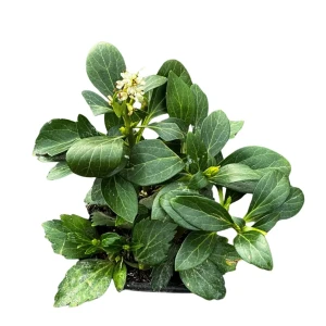 Runianka japońska P9