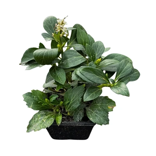 Runianka japońska P9