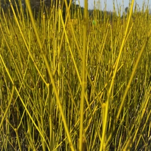 Dereń rozłogowy 'Flaviramea' C5