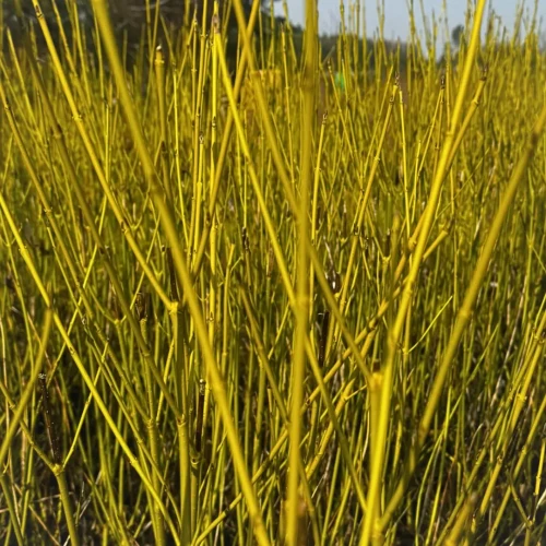 Dereń rozłogowy 'Flaviramea' C5