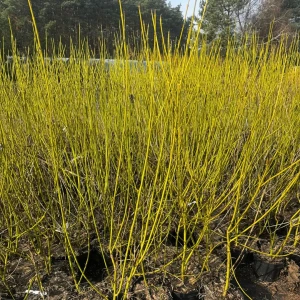 Dereń rozłogowy 'Flaviramea' C5