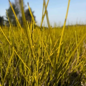 Dereń rozłogowy 'Flaviramea' C5