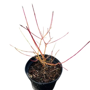 Dereń świdwa'Midwinter Fire' C3