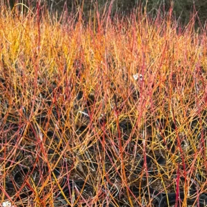 Dereń świdwa'Midwinter Fire' C3