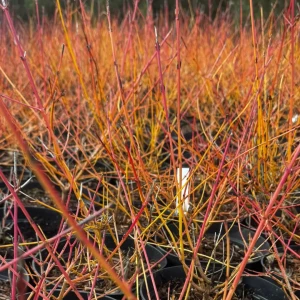 Dereń świdwa'Midwinter Fire' C3