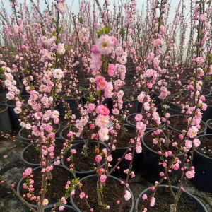 Migdałek trójklapowy 