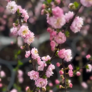 Migdałek trójklapowy 