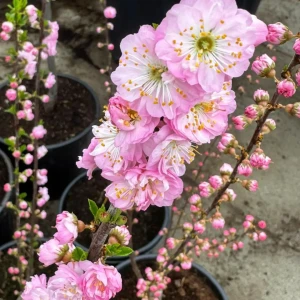 Migdałek trójklapowy 