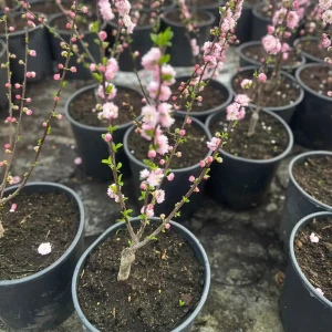 Migdałek trójklapowy 