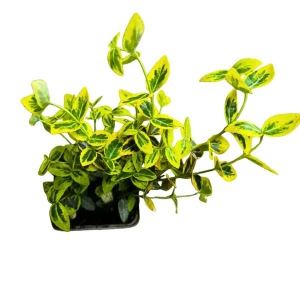 Trzmielina fortunei 'Emerald 'n' Gold' P9