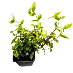 Trzmielina fortunei 'Emerald 'n' Gold' P9