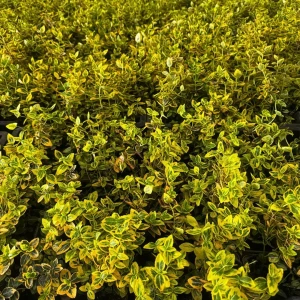 Trzmielina fortunei 'Emerald 'n' Gold' P9