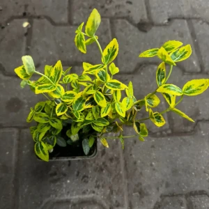 Trzmielina fortunei 'Emerald 'n' Gold' P9