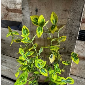 Trzmielina fortunei 'Emerald 'n' Gold' P9