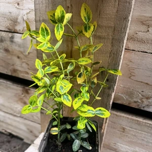 Trzmielina fortunei 'Emerald 'n' Gold' P9