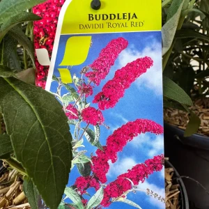 Budleja Davida MOTYLI KRZEW Royal Red C3