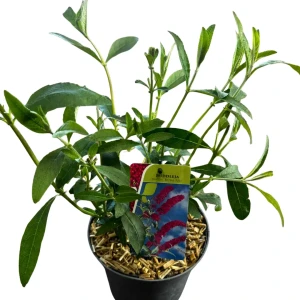 Budleja Davida MOTYLI KRZEW Royal Red C3