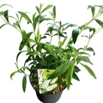 Budleja Davida MOTYLI KRZEW White Profusion C2
