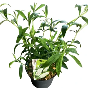 Budleja Davida MOTYLI KRZEW White Profusion C2
