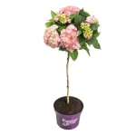 PRZEDSPRZEDAŻ: Hortensja ogrodowa Forever&Ever® Pink C9 na pniu kwitnie na tegorocznych pędach