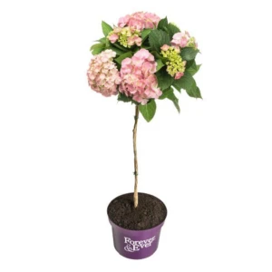 PRZEDSPRZEDAŻ: Hortensja ogrodowa Forever&Ever® Pink C9 na pniu kwitnie na tegorocznych pędach