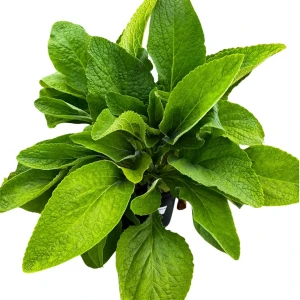 Naparstnica purpurowa 'Alba' C2