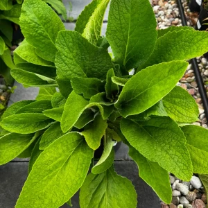 Naparstnica purpurowa 'Alba' C2