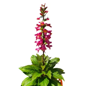 Naparstnica 'Berry Canary' C2
